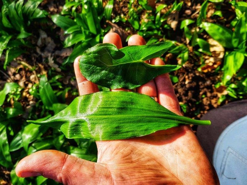 wild garlic and arum macualtum