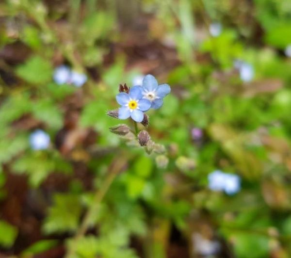 Forget me not Forget me not