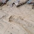 Bushcraft Rewilding Tracking Footprint